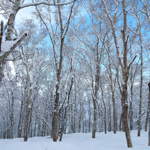 Japan - Fresh snow